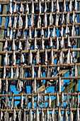 Cod fish drying on racks in the traditional manner. Svolvaer, Lofoten Islands, Nordland, Norway.