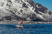 Ein Fischerboot in der Svolvaer-Bucht wird von Seevögeln verfolgt. Svolvaer-Bucht, Lofoten-Inseln, Nordland, Norwegen.