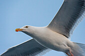 A close up portrait of seagull in flight. Svolvaer, Lofoten Islands, Nordland, Norway.