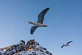 Two seagulls in flight over a snowy mountain peak. Svolvaer, Lofoten Islands, Nordland, Norway.