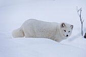Porträt eines Polarfuchses, Vulpes lagopus, im Schnee. Polarpark, Bardu, Troms, Norwegen.
