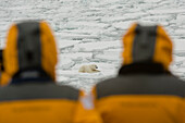 Touristen sehen sich einen Eisbären, Ursus maritimus, an. Nordpolareiskappe, Arktischer Ozean