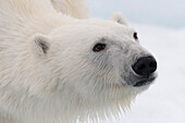 Close up portrait of a polar bear, Ursus maritimus, on the pack ice. North polar ice cap, Arctic ocean