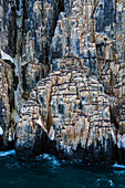 Alkefjellet cliffs full of breeding Brunnich's guillemots, Uria lomvia. Nordaustlandet, Svalbard, Norway