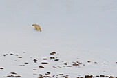 Ein einsamer Eisbär, Ursus maritimus, auf der Insel Wilhelmoya. Hinlopenstraße, Nordaustlandet, Svalbard, Norwegen.
