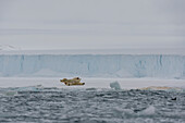 Ein Eisbär, Ursus maritimus, rollt auf dem Eis am Südrand der Austfonna-Eiskappe. Nordaustlandet, Svalbard, Norwegen