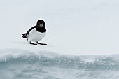 A little auk, Alle alle, resting on ice. Nordaustlandet, Svalbard, Norway