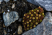 Blooming tufted saxifrage {Saxifraga cespitosa}. Svalbard, Norway