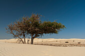 A lone tree growing in white desert sand dunes. Khaluf Desert, Arabian Peninsula, Oman.
