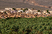 The village of Al Hamra and a grove of palm trees. Al Hamra, Ad Dakhiliyah, Oman.