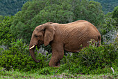 Ein afrikanischer Elefant, Loxodonta africana, bei einem Spaziergang im Busch. Ostkap, Südafrika