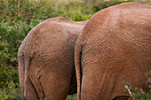 Back of African elephants, Loxodonta africana,
