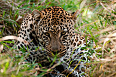 Porträt eines männlichen Leoparden, Panthera pardus, der sich im hohen Gras ausruht und versteckt. Mala Mala Wildreservat, Südafrika.