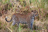 Porträt eines männlichen Leoparden, Panthera pardus. Mala Mala Wildreservat, Südafrika.