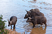 A group of African buffalos, Syncerus caffer, crossing the Sand River. Sand River, Mala Mala Game Reserve, South Africa.