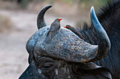 Zwei Rotschnabelspechte, Buphagus erythrorhynchus, auf den Hörnern eines Afrikanischen Büffels, Syncerus caffer. Mala Mala Game Reserve, Südafrika.