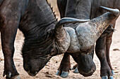 Zwei afrikanische Büffel, Syncerus caffer, beim Sparring. Mala Mala Wildreservat, Südafrika.