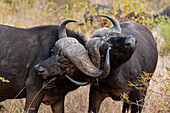Zwei Afrikanische Büffel, Syncerus caffer, beim Sparring. Mala Mala Wildreservat, Südafrika.