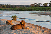 Ein Löwe und eine Löwin, Panthera leo, ruhen sich an einem Flussufer aus. Sandfluss, Mala Mala Wildreservat, Südafrika.