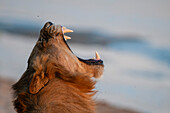 Nahaufnahme eines männlichen Löwen, Panthera leo, der gähnt. Sand River, Mala Mala Wildreservat, Südafrika.