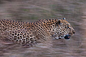A leopard, Panthera pardus, running through tall grass. Mala Mala Game Reserve, South Africa.
