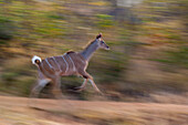 Ein weiblicher Großer Kudu, Tragelaphus strepsiceros, beim Laufen. Mala Mala Wildreservat, Südafrika.