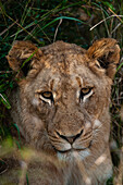Close up portrait of a resting lion, Panthera leo. Mala Mala Game Reserve, South Africa.