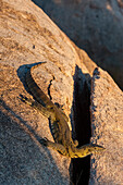A rock monitor lizard, Varanus albigularis, basking in the sun on a boulder. Mala Mala Game Reserve, South Africa.