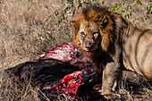 Ein Löwe, Panthera leo, beim Fressen eines afrikanischen Büffelkadavers, Syncerus caffer. Mala Mala Wildreservat, Südafrika.