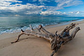 Ein großes, verdrehtes Stück Treibholz liegt an einem Sandstrand im Indischen Ozean. Denis-Insel, Die Republik der Seychellen.