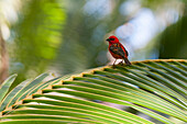 Ein Madagaskar-Rotkehlchen, Foudia madagascariensis, sitzt auf einem Palmwedel. Denis-Insel, Republik Seychellen.