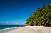 Eine große Ansammlung von Palmen an einem tropischen Inselstrand im Indischen Ozean. Strand Anse Victorin, Insel Fregate, Republik Seychellen.