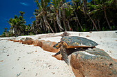 Eine Meeresschildkröte, die nach der Eiablage an einem Strand ins Meer zurückkriecht. Grand Anse Beach, Insel Fregate, Republik Seychellen.
