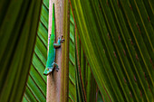 A green gecko, Phelsuma sundbergi longinsulae, on a palm frond. Fregate Island, Republic of the Seychelles.
