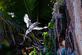 Ein Weißschwanz- oder Gelbschnabeltropikvogel, Phaethon lepturus, im Flug, der sich seinem Nest auf einer Klippe nähert. Fregate-Insel, Republik der Seychellen.