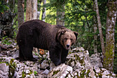 Ein europäischer Braunbär, Ursus arctos, steht und schaut in die Kamera. Notranjska, Slowenien