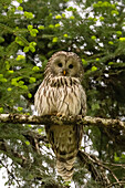 An Ural owl, Strix uralensis, perching on a tree branch and looking at the camera. Notranjska forest, Inner Carniola, Slovenia