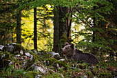 Ein europäischer Braunbär, Ursus arctos, ruht sich im Wald aus. Notranjska-Wald, Innerkrain, Slowenien