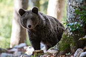A European brown bear, Ursus arctos, looking at the camera. Notranjska forest, Inner Carniola, Slovenia