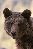 Close up portrait of a European brown bear, Ursus arctos, looking at the camera. Notranjska forest, Inner Carniola, Slovenia
