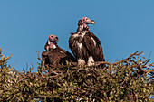 Two lappet-faced vultures, Torgos tracheliotus, in their nest. Masai Mara National Reserve, Kenya.