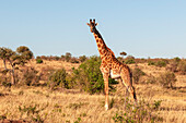 Portrait of a male Maasai giraffe, Giraffa camelopardalis tippelskirchi, in a landscape of scrub. Masai Mara National Reserve, Kenya.