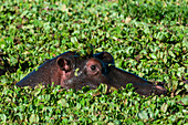 An hippopotamus, Hippopotamus amphibius. peers from a plant-covered pool Masai Mara National Reserve, Kenya.