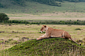 A lioness, Panthera leo, resting on a termite mound. Masai Mara National Reserve, Kenya.