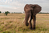 Close up portrait of an African elephant, Loxodonta africana. Masai Mara National Reserve, Kenya.