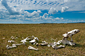 Ein Flusspferd-Skelett liegt in den Maasai Mara-Ebenen. Masai Mara Nationalreservat, Kenia.