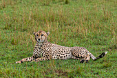 Porträt eines Geparden, Acinonyx jubatus, beim Ausruhen. Masai Mara-Nationalreservat, Kenia.
