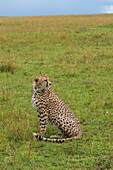 Porträt eines Geparden, Acinonyx jubatus, der aufrecht und wachsam sitzt. Masai Mara-Nationalreservat, Kenia.