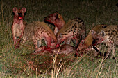 Ein Rudel Tüpfelhyänen (Crocuta crocuta), das sich nachts von einem Gnu ernährt. Masai Mara Nationalreservat, Kenia.