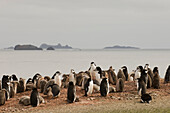 Antarktis, Südliche Shetlandinseln, Aitcho-Insel, Zügelpinguine.